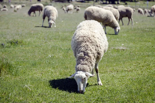 Ovce pasoucí pastviny, stravování — Stock fotografie