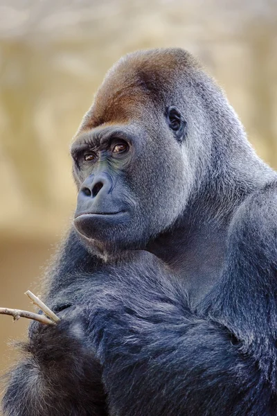 Gorilla silverback . — Foto Stock