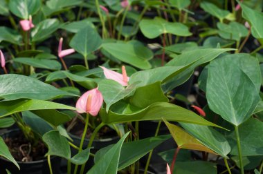 Flamingo çiçeği dikim