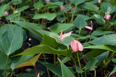 Flamingo çiçeği dikim