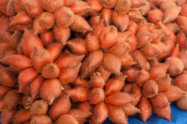 rakum palmiye meyve - salacca çam c. martius