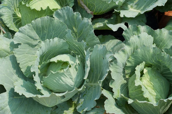 Lahana - Brassica oleracea L. var. kapitata L.