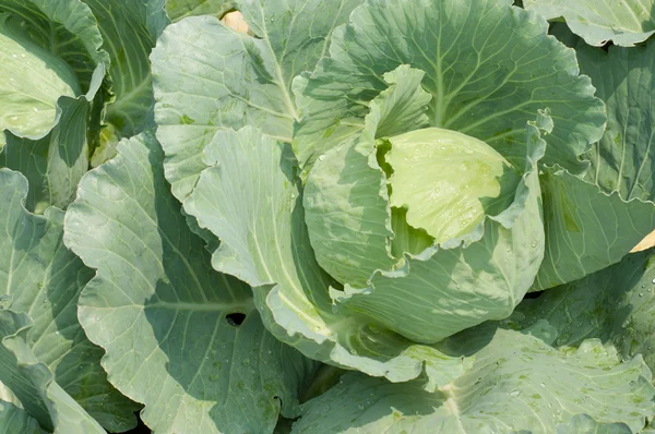 Col - Brassica oleracea L. var. capitata L . —  Fotos de Stock