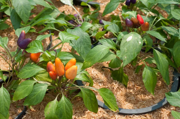 Ornamental Pepper — Stock Photo, Image