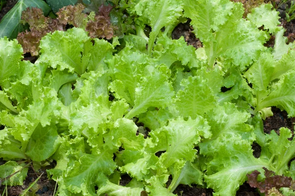 Salada verde tigela plantio — Fotografia de Stock