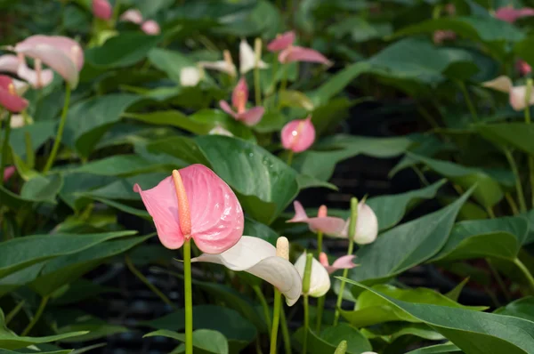 Flamingo Flor Plantio — Fotografia de Stock