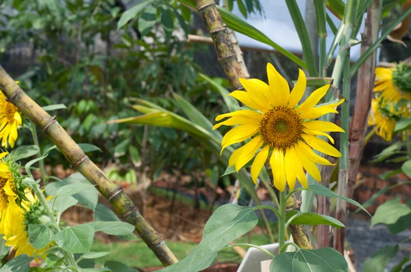 Flor do sol plantio — Fotografia de Stock