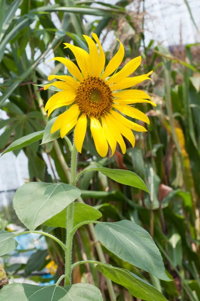 Flor do sol plantio — Fotografia de Stock