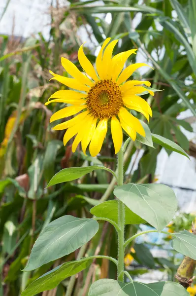 太陽の花の植栽 — ストック写真