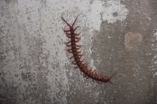 Centopeia animal venenosa — Fotografia de Stock