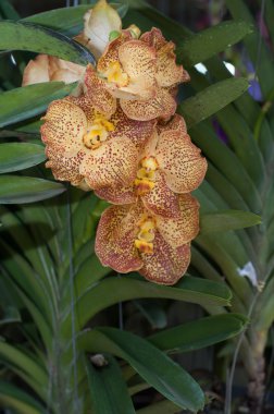 Orkide çiçek çiçek