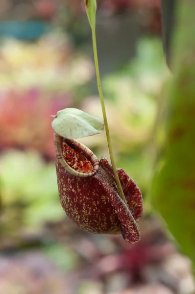 Τροπικά φυτά pitcher - μαϊμού φλιτζάνια (nepenthes) — Φωτογραφία Αρχείου