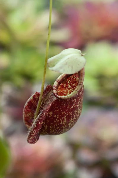 Τροπικά φυτά pitcher - μαϊμού φλιτζάνια (nepenthes) — Φωτογραφία Αρχείου