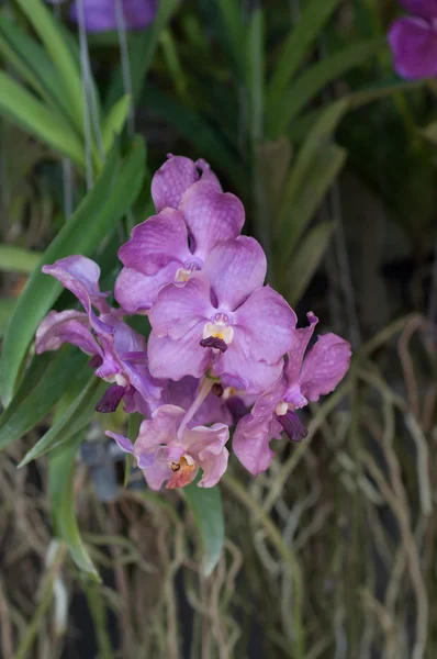 Fleur d'orchidée — Photo