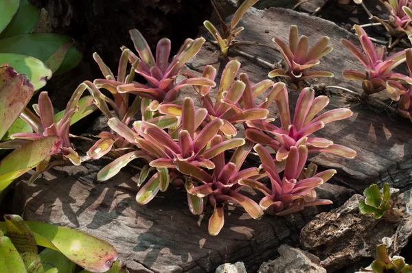 Bromelien-Pflanze (Guzmania)) — Stockfoto
