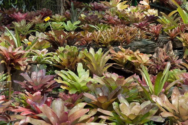 Bromeliad bitki (Guzmania)