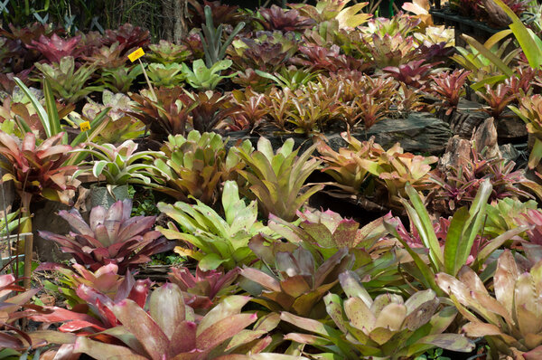 Bromeliad plant (Guzmania)