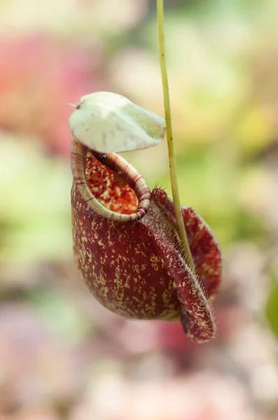 Τροπικά φυτά pitcher - μαϊμού φλιτζάνια (nepenthes) — Φωτογραφία Αρχείου