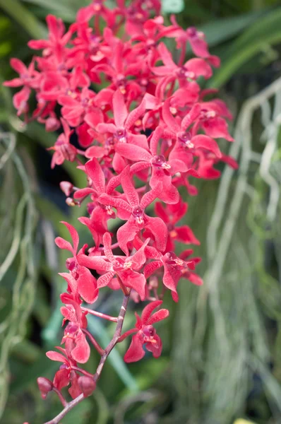 Flor de orquídea flor — Foto de Stock