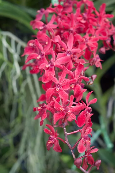 Flor de orquídea flor — Foto de Stock