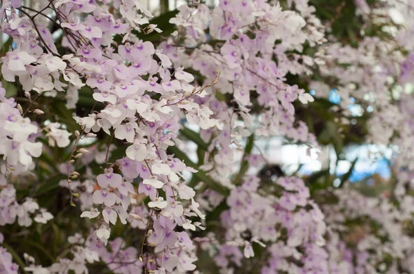 Fiore di orchidea — Foto Stock