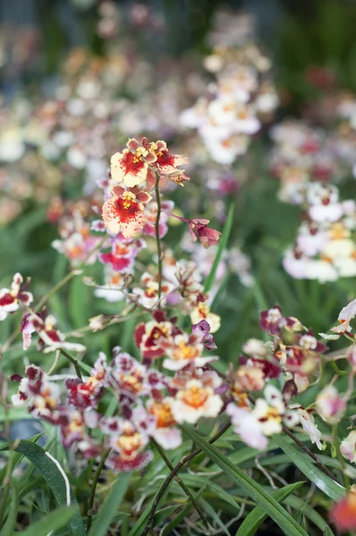 Tolumnia fancy bloem — Stockfoto