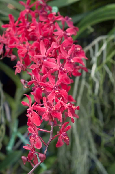 Flor de orquídea flor — Fotografia de Stock