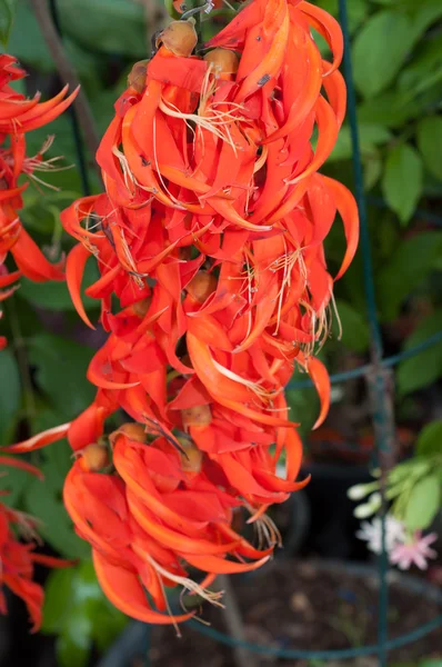 Nieuw-guinea klimplant bloem bloeien — Stockfoto