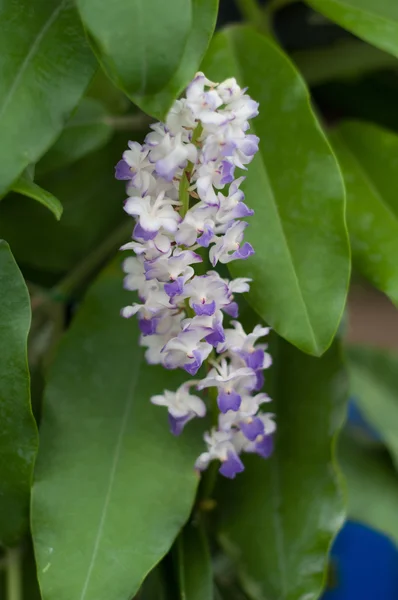 Violet bloem bloeien — Stockfoto