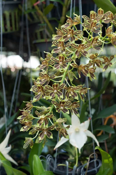 Flor de orquídea flor — Foto de Stock