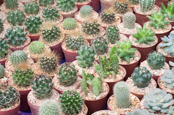 Pequeña plantación de cactus — Foto de Stock