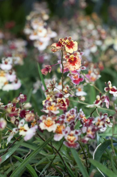 Tolumnia fancy flower — Stock Photo, Image