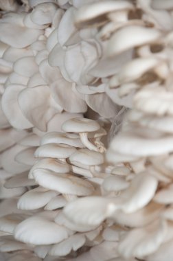 pirinç saman dikim mantar