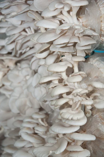 Rice straw mushroom planting — Stock Photo, Image