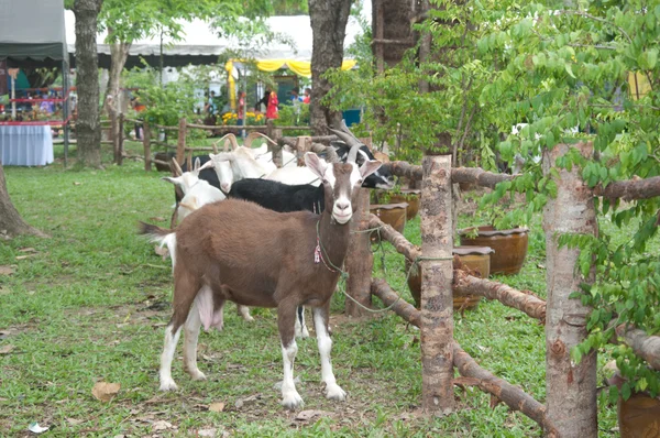 Sieć się kozy — Zdjęcie stockowe