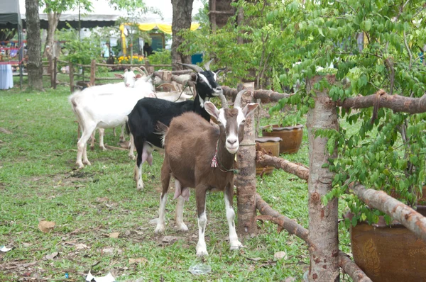 Encadenar cabras — Foto de Stock