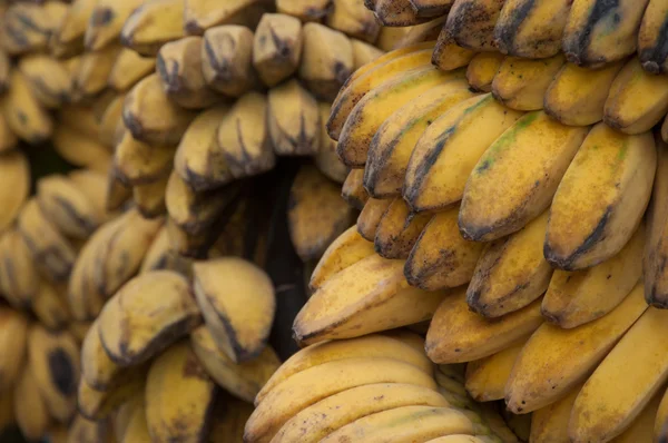 Saba Banana - Musa (Grupo ABB ) —  Fotos de Stock