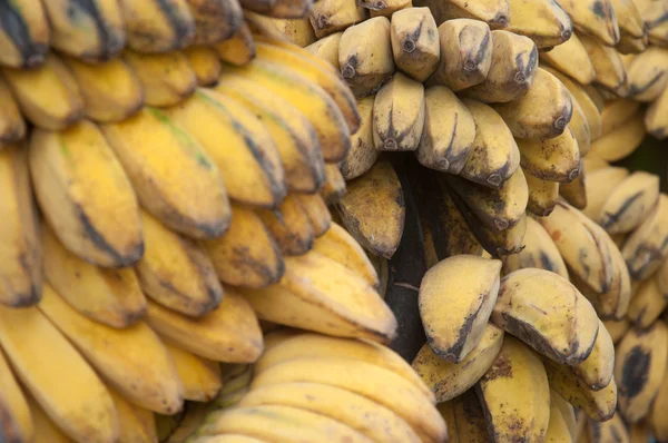 Saba Banana - Musa (Grupo ABB ) —  Fotos de Stock