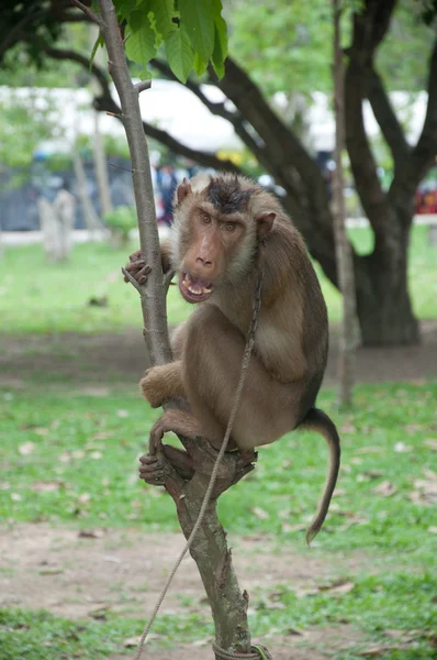 Fierce chain up monkey — Stock Photo, Image