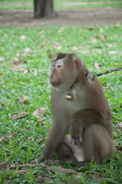 Macaco acorrentado — Fotografia de Stock