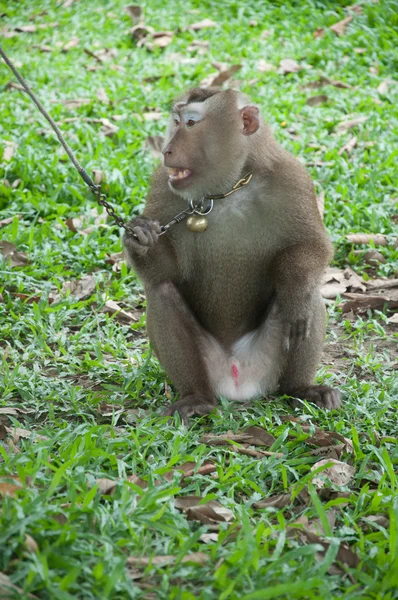 Macaco acorrentado — Fotografia de Stock