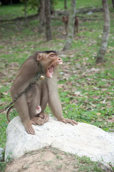 Chain up yawn monkey — Stock Photo, Image