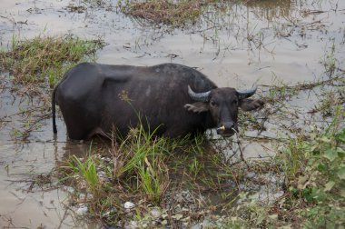 bufalo çim bataklıkta yiyor.