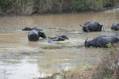 Buffalos ot bataklık içinde yer.