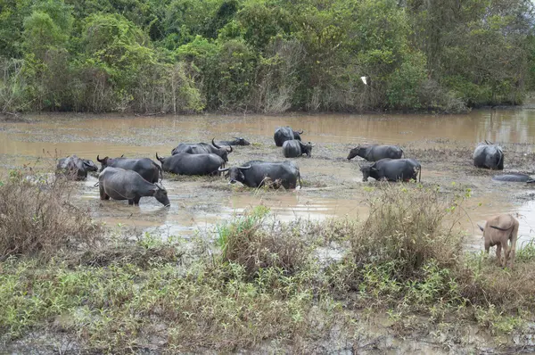 Buffalos eat grass in swamp — Stock Photo, Image