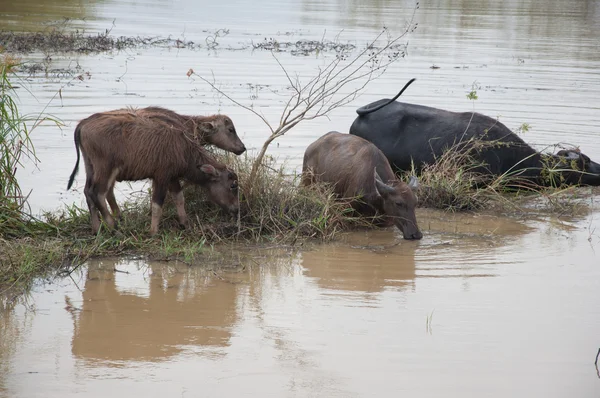 Les buffles mangent de l'herbe dans les marais — Photo