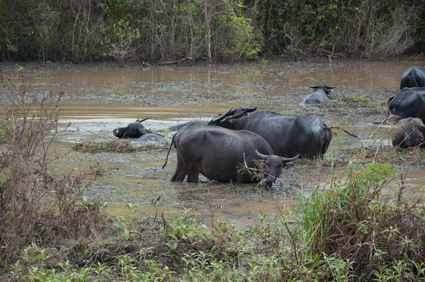 Búfalos comer grama no pântano — Fotografia de Stock