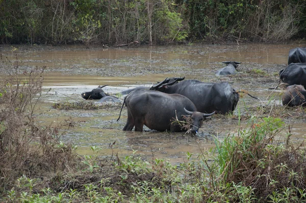 Búfalos comen hierba en pantano — Foto de Stock