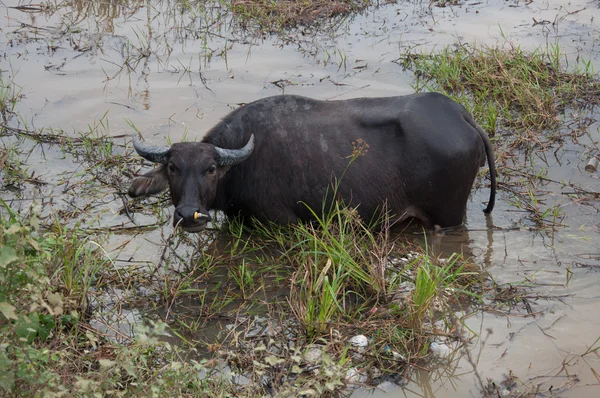 Búfalo come grama no pântano — Fotografia de Stock