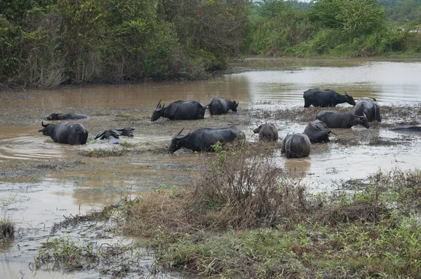 Búfalos comen hierba en pantano — Foto de Stock